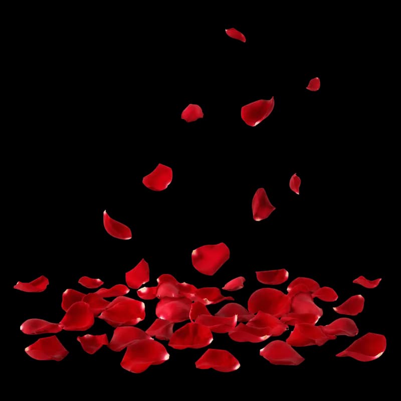 Pétalas de rosas vermelhas caindo com fundo transparente - Red rose petals falling with transparent background