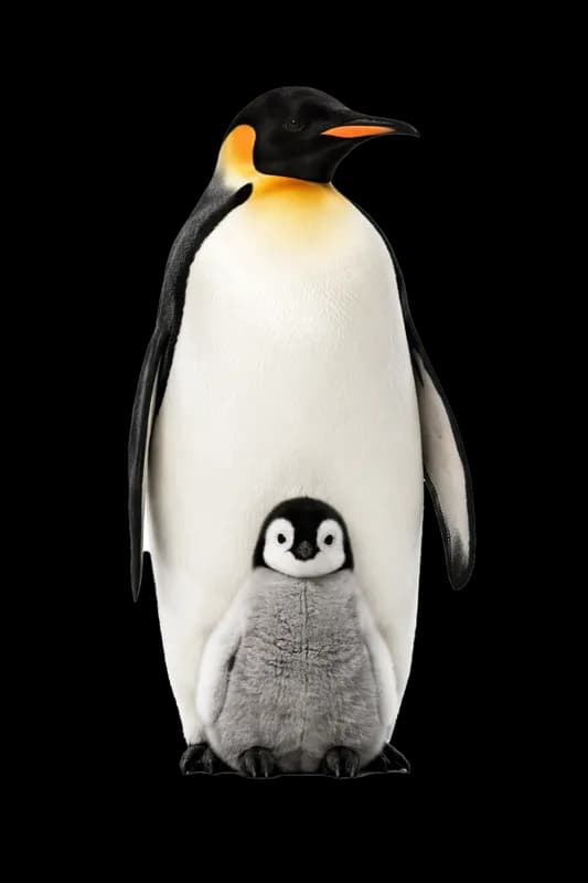 Pinguim Imperador e filhote em fundo branco PNG fundo transparente