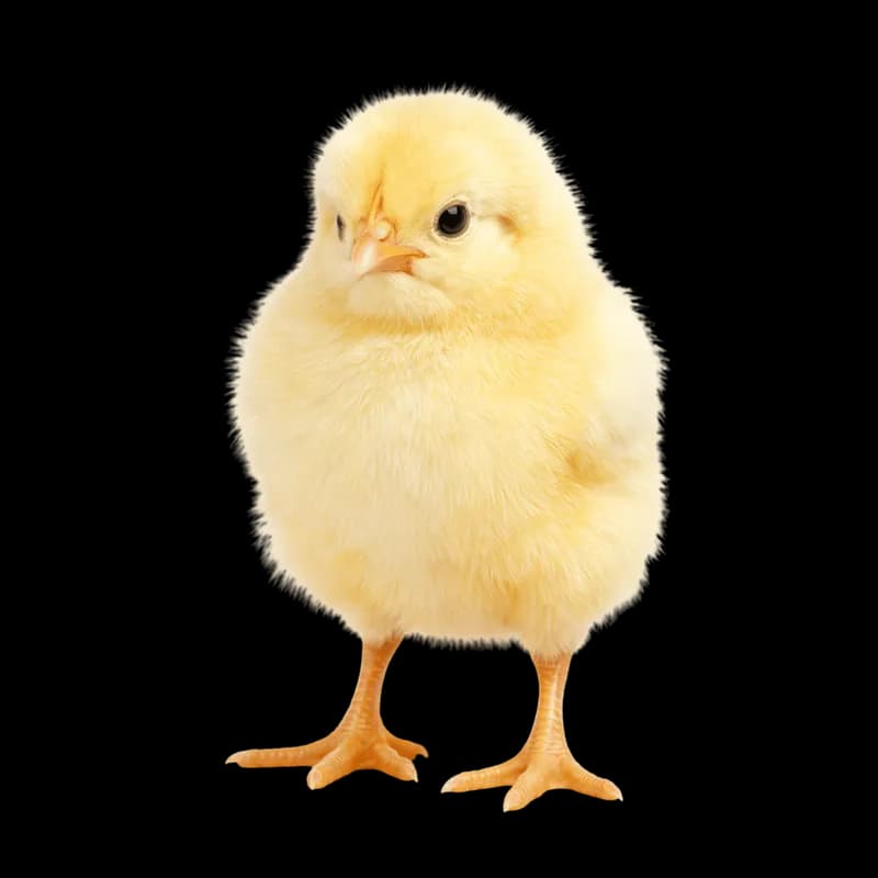 Pintinho Amarelo Fofo e Curioso PNG fundo transparente - Chick Yellow Cute Curioso transparent background PNG