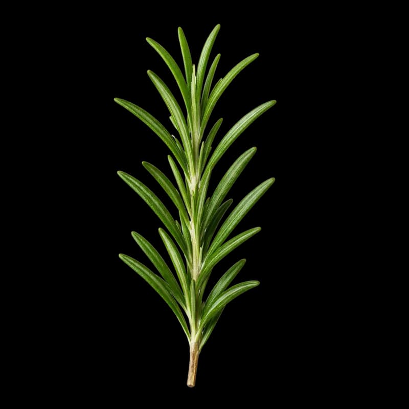 Ramo de Alecrim Fresco em Fundo Branco PNG fundo transparente