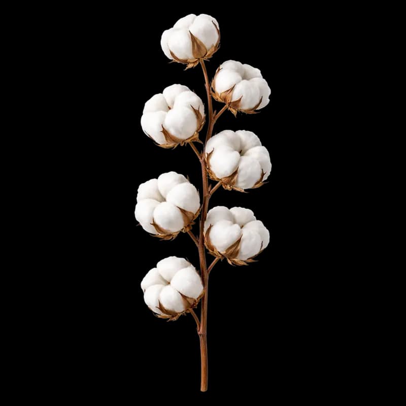 Ramo de algodão natural com flores brancas e fofas PNG fundo transparente