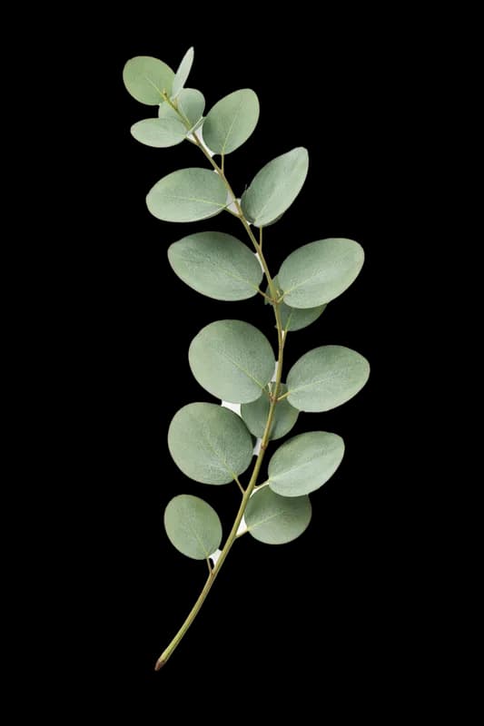 Ramo de Eucalipto com Folhas Verdes PNG fundo transparente