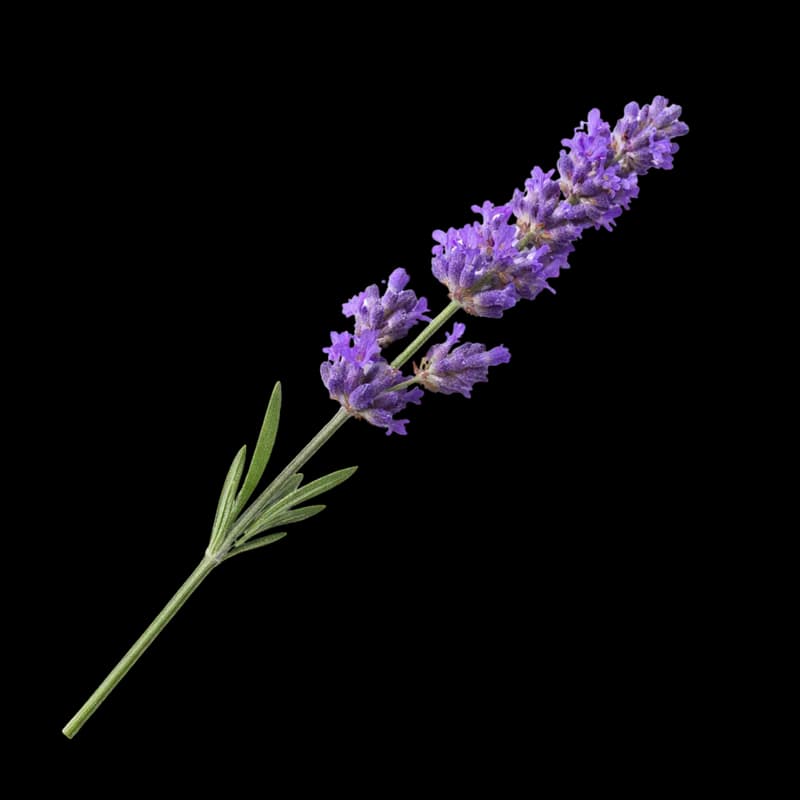 Ramo de lavanda fresca em fundo preto PNG fundo transparente