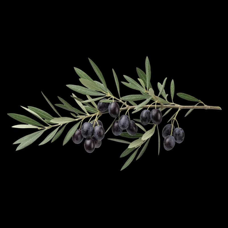 Ramo de Oliveira com Azeitonas Pretas Maduras PNG fundo transparente - Branch Oliveira Olives Black Maduras transparent