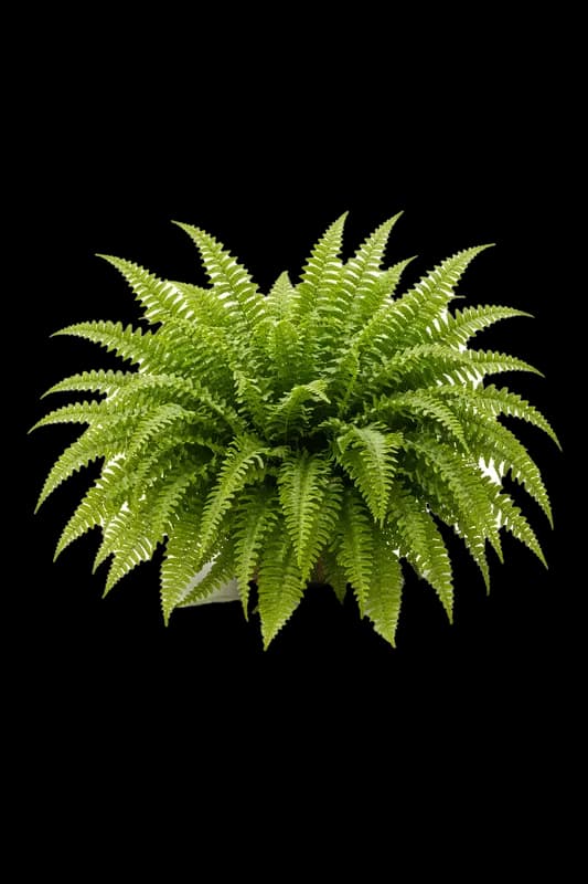 Samambaia verde exuberante em vaso PNG fundo transparente