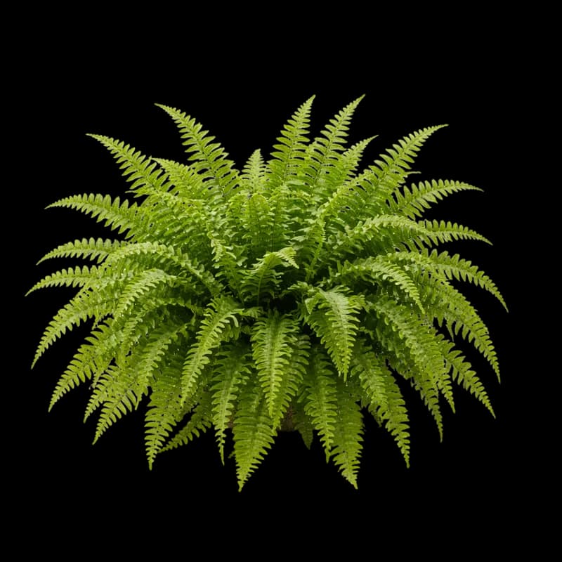 Samambaia Verde Exuberante PNG fundo transparente