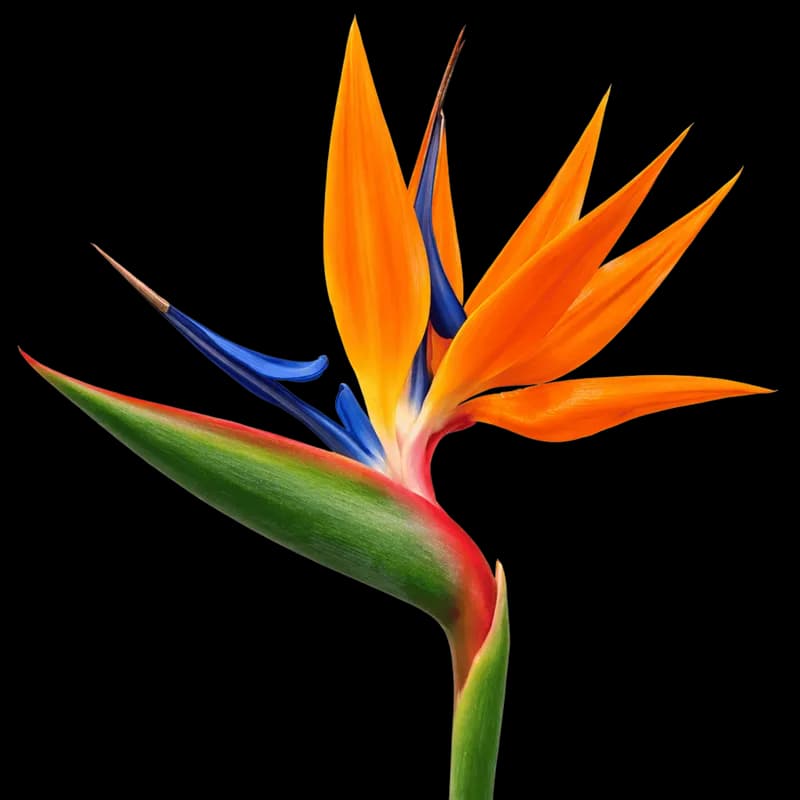 Strelitzia: A Flor Exótica Ave do Paraíso PNG fundo transparente - Strelitzia Flower Exótica Ave Paraíso transparent bac