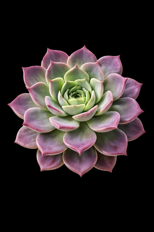 Suculenta Echeveria Colorida em Fundo Branco PNG fundo transparente