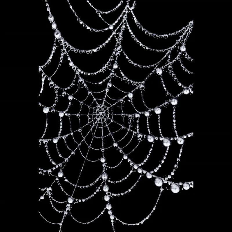 Teia de Aranha com Gotas de Orvalho Matinais PNG fundo transparente - Web Spider Gotas Orvalho Matinais transparent back