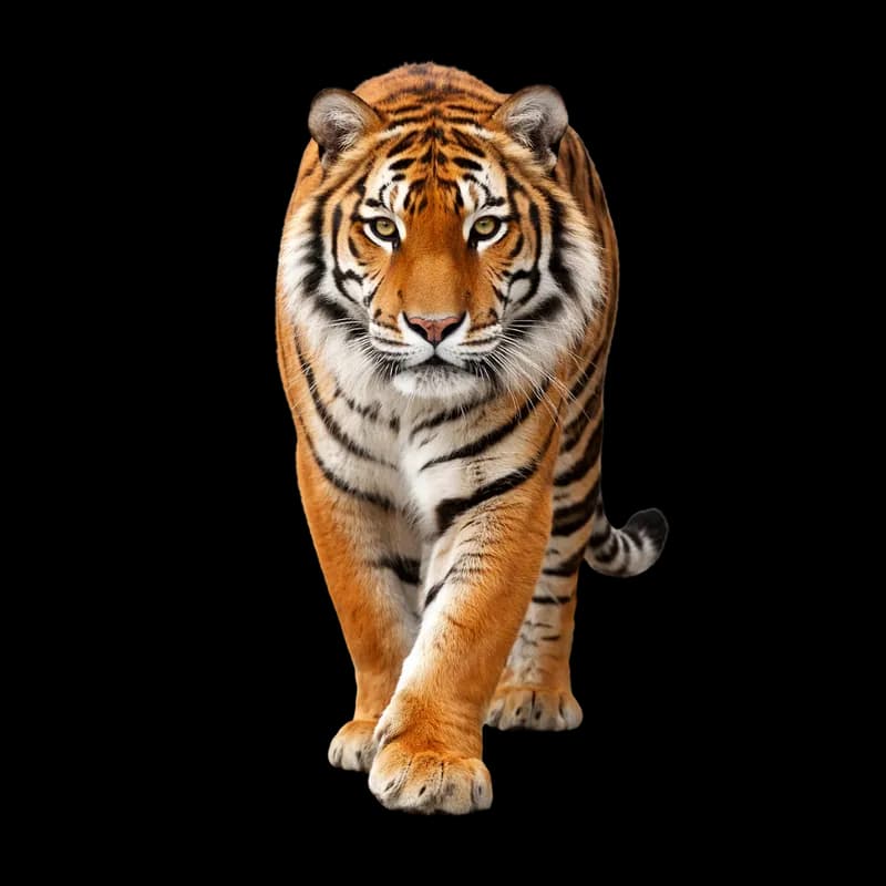 Tigre Majestoso Caminhando para Frente PNG fundo transparente - Tiger Majestic Walking Forward transparent background PN