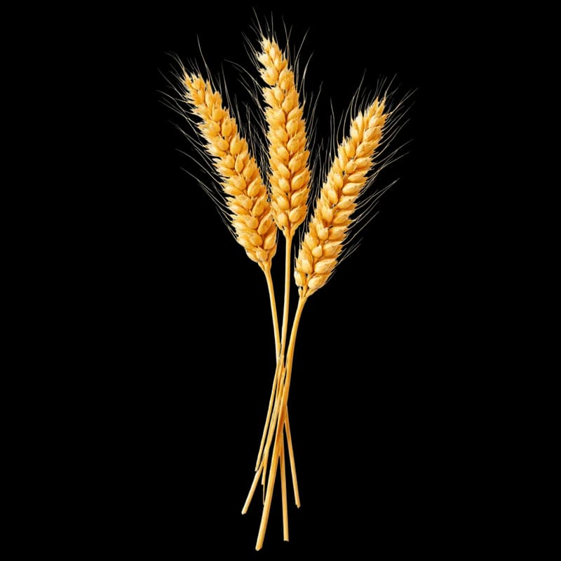 Três Espigas de Trigo Douradas PNG fundo transparente - Três Espigas Wheat Douradas transparent background PNG