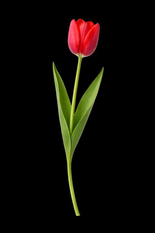 Tulipa Vermelha Vibrante Isolada em Fundo Branco PNG fundo transparente