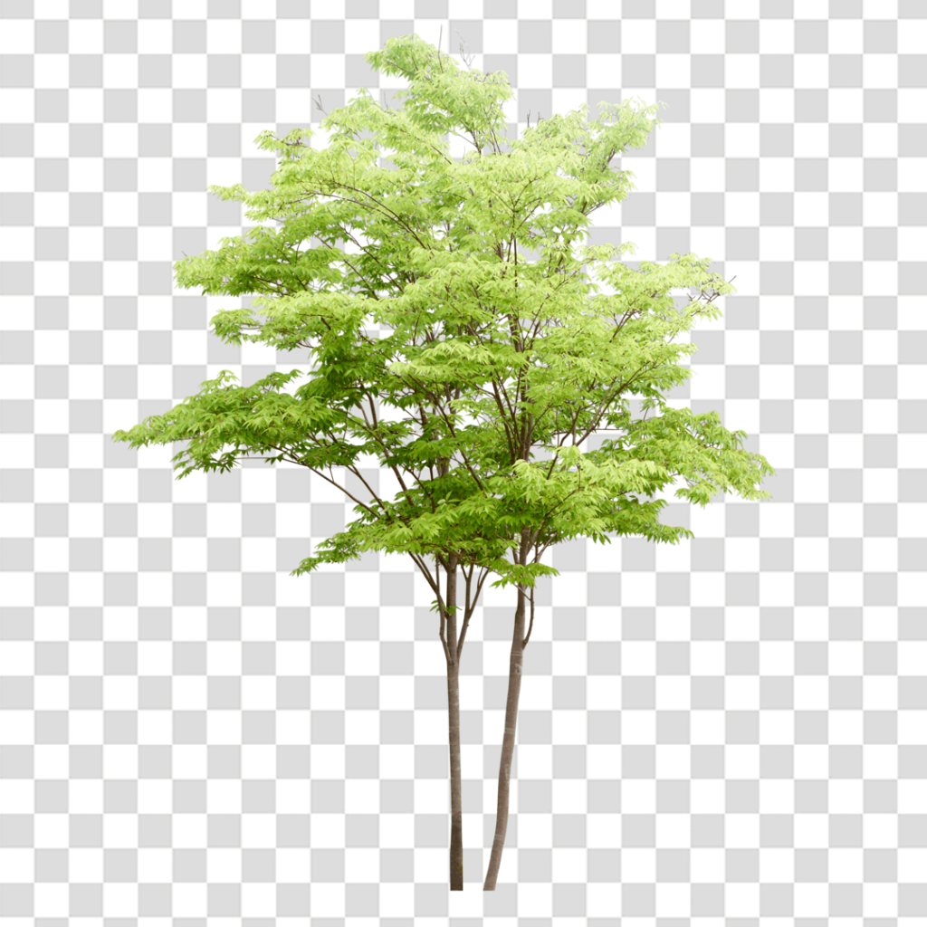 Дерево рендер