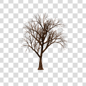 Árvore galhos Png