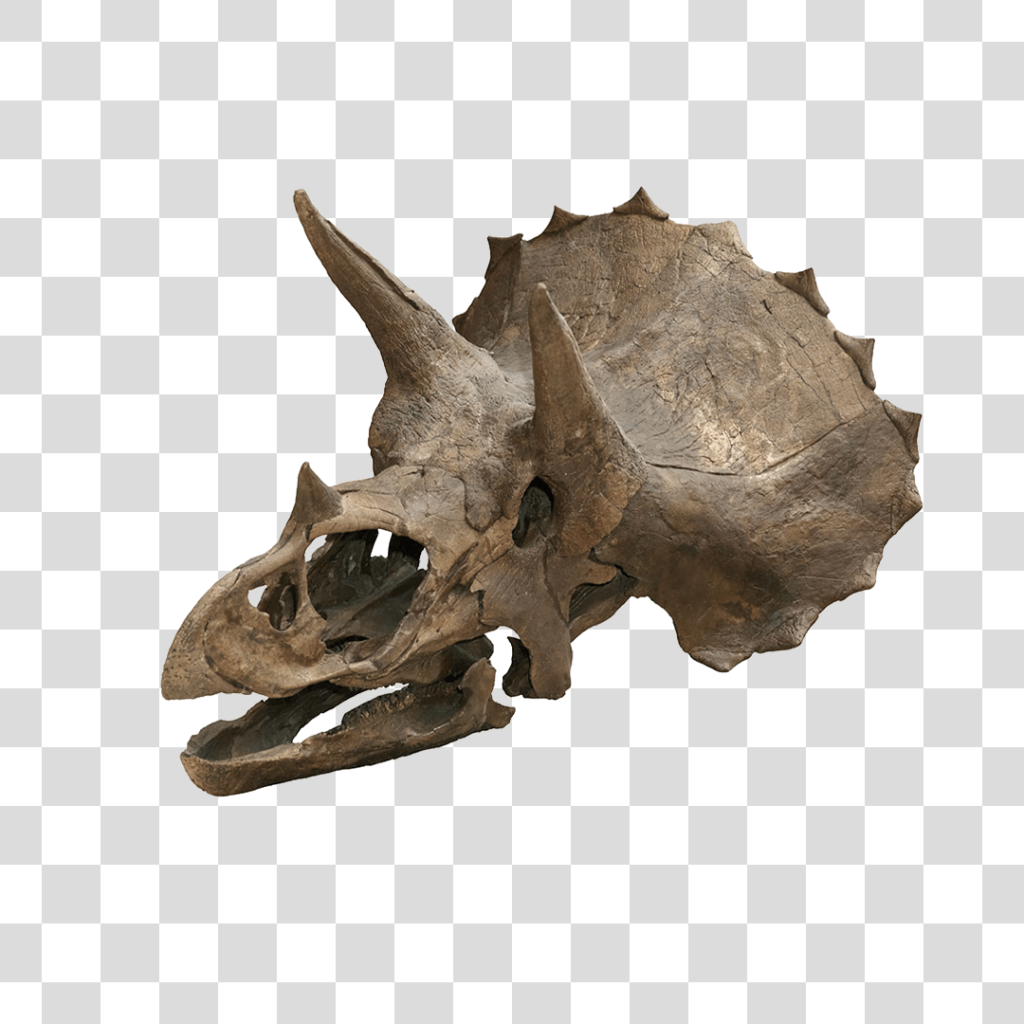 T Rex Esqueleto Png Baixar Imagens Em Png