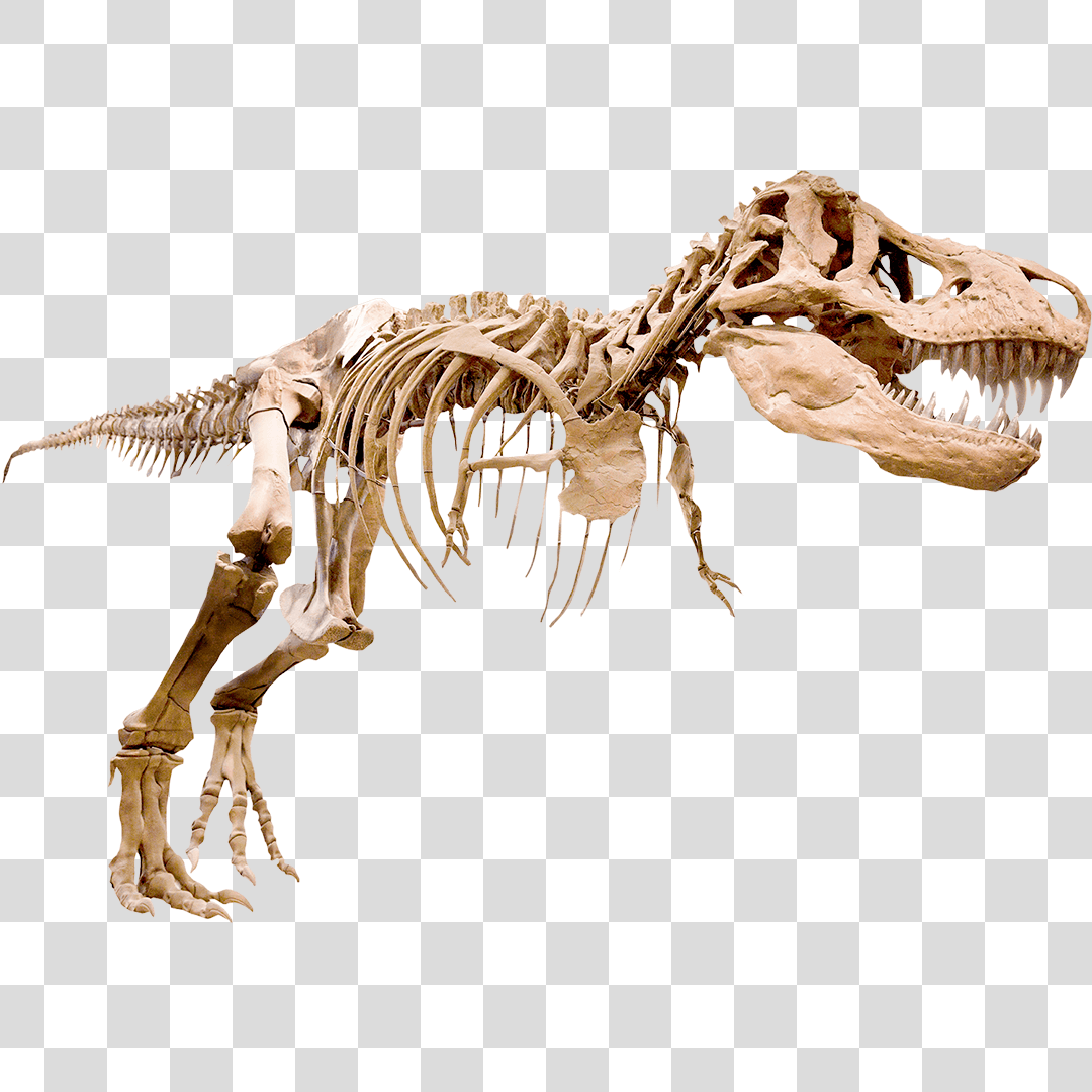 T Rex Esqueleto Png Baixar Imagens Em Png The Best Porn Website