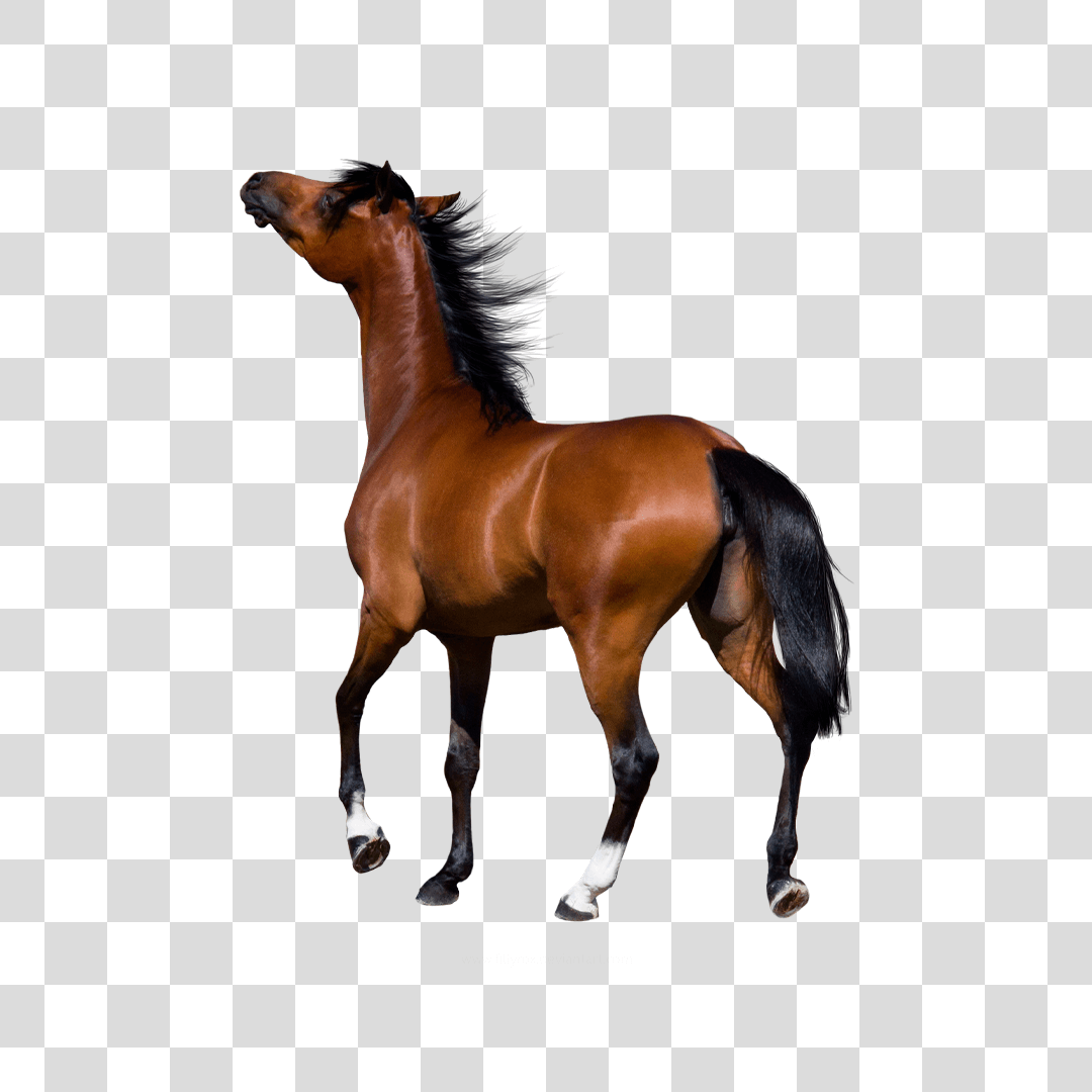 Cavalo claro Png - Baixar Imagens em PNG