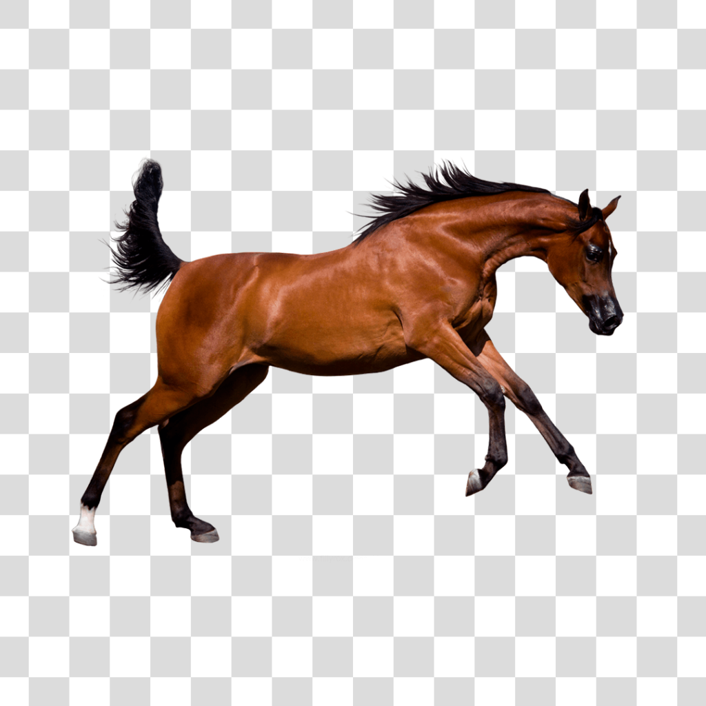 Mostra de ícones de computador de cavalo pulando hipismo, cavalo, cavalo,  branco, mamífero png