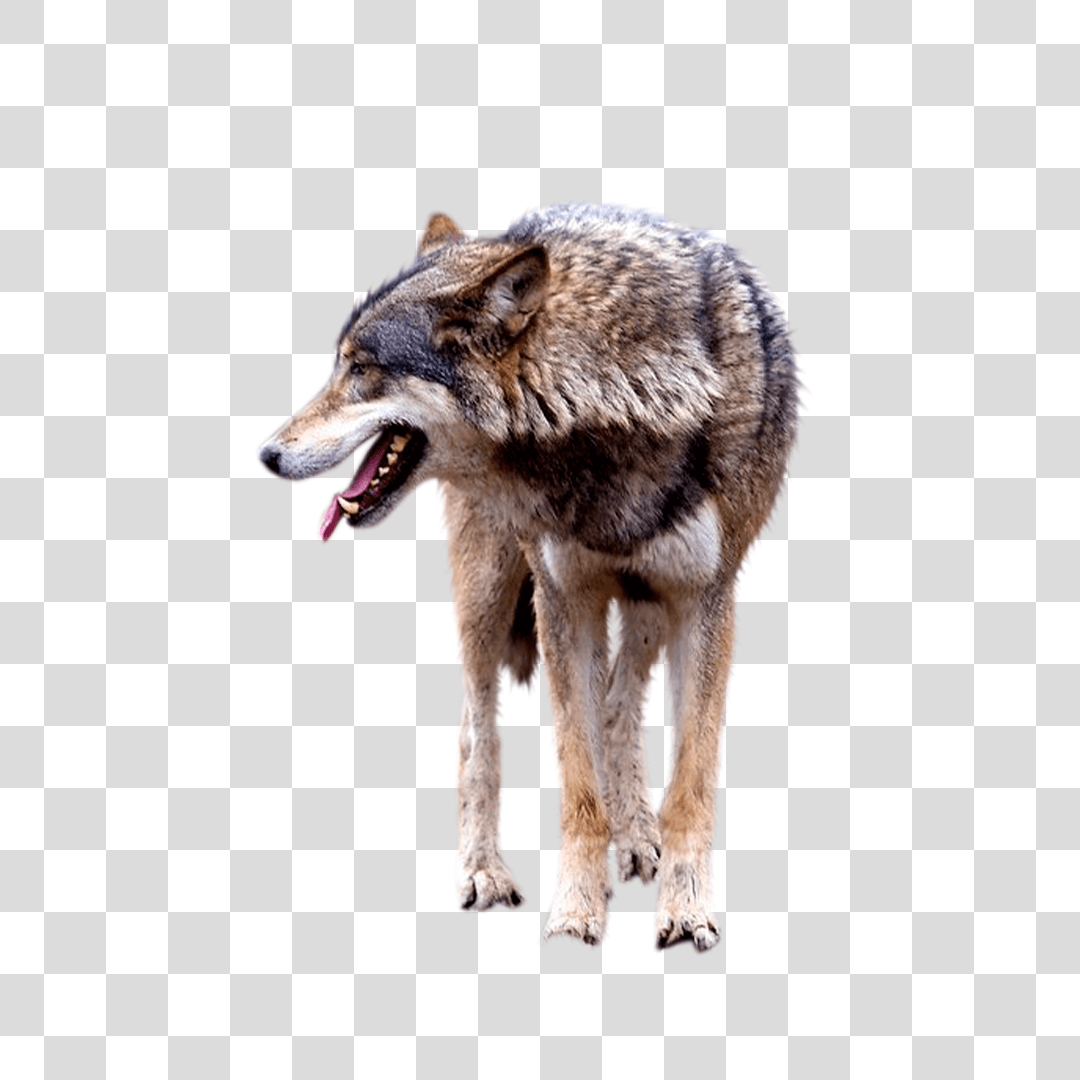 Волк рычит на белом фоне