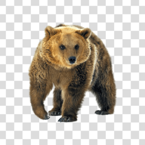 Urso Png