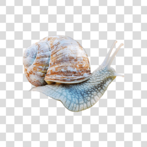 Caracol Png