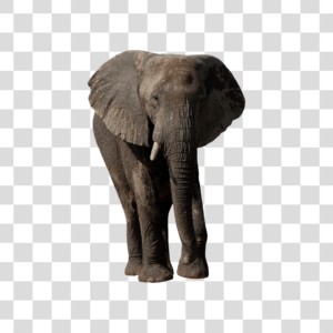 Elefante Png