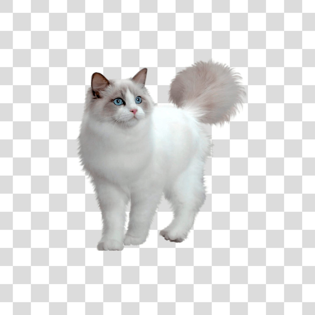 Desenho Gato PNG - Baixe Grátis Gato PNG em alta resolução