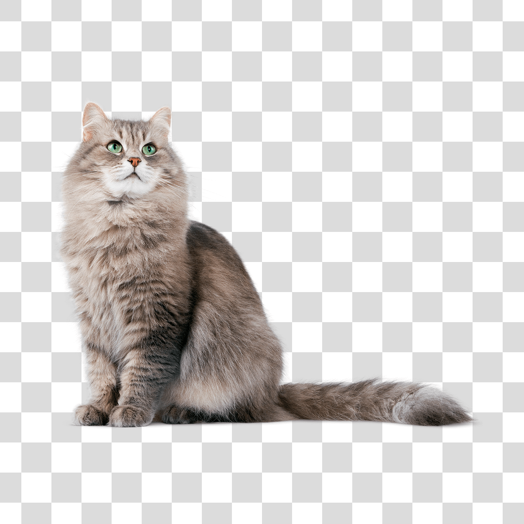 Gato PNG Imagens com fundo transparente