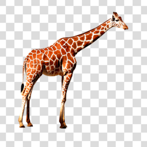 Girafa Png