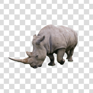 Rinoceronte andando Png