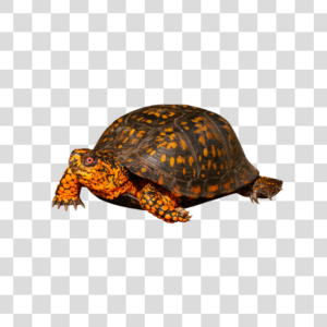 Tartaruga PNG