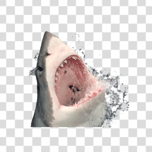 Tubarão Png
