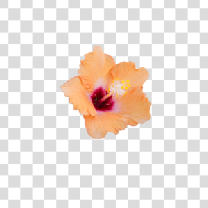 Flor Png