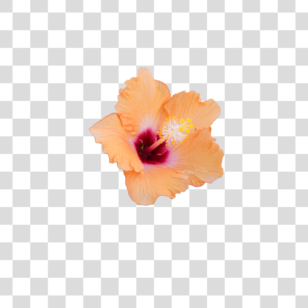 Flor Png Baixar Imagens Em PNG