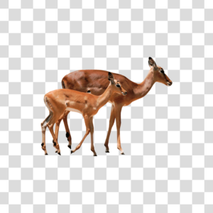 Impalas Png