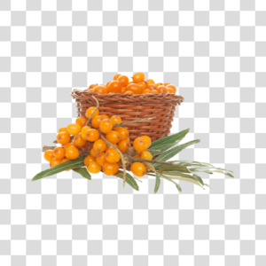 Frutos do mar Png