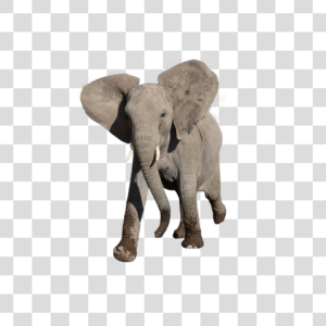 Elefante Png