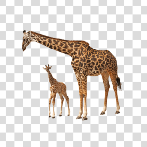 Família girafa Png