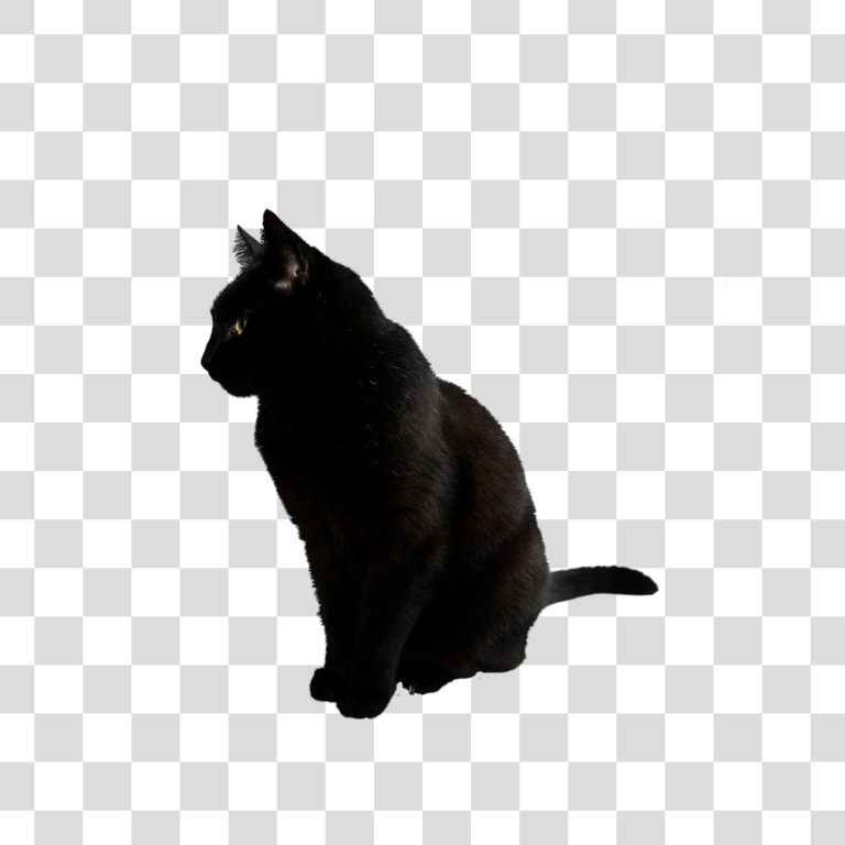 Gato Preto Png Baixar Imagens Em Png