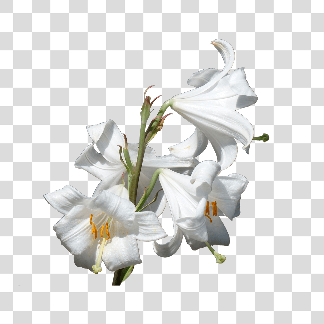 Orquídeas Png - Baixar Imagens em PNG